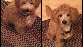 Sebelum dan setelah potong rambut. (Foto: Brightside)