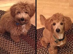 Gemesin! Potongan Rambut Anjing Mirip Manusia