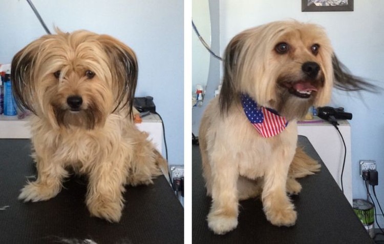 gemasnya rambut anjing