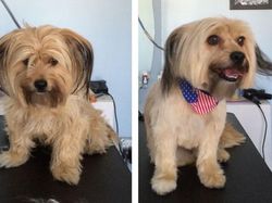 Gemesin! Potongan Rambut Anjing Mirip Manusia