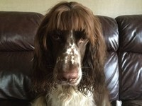 gemasnya rambut anjing