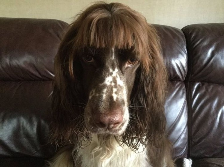 Gemesin Potongan Rambut  Anjing  Mirip Manusia