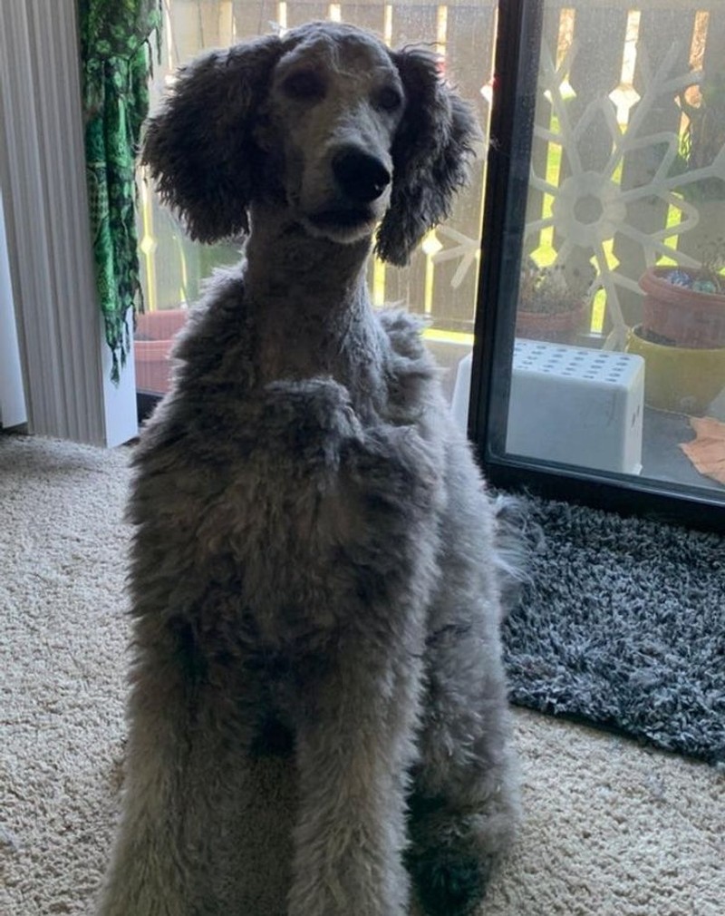 gemasnya rambut anjing