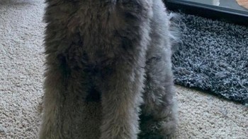 Apakah dia mengenakan mantel baru yang mewah? Oh tidak! Ini bulunya! (Foto: Brightside)