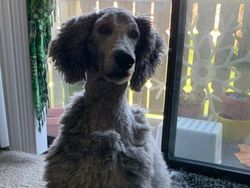 Gemesin! Potongan Rambut Anjing Mirip Manusia