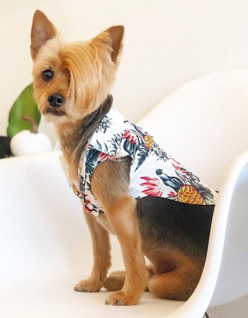 gemasnya rambut anjing