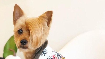 Gemesin! Potongan Rambut Anjing Mirip Manusia