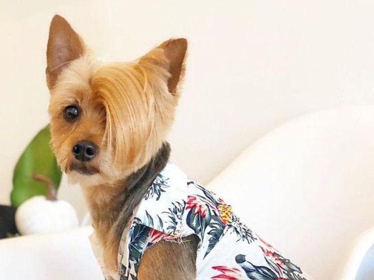 Gemesin! Potongan Rambut Anjing Mirip Manusia