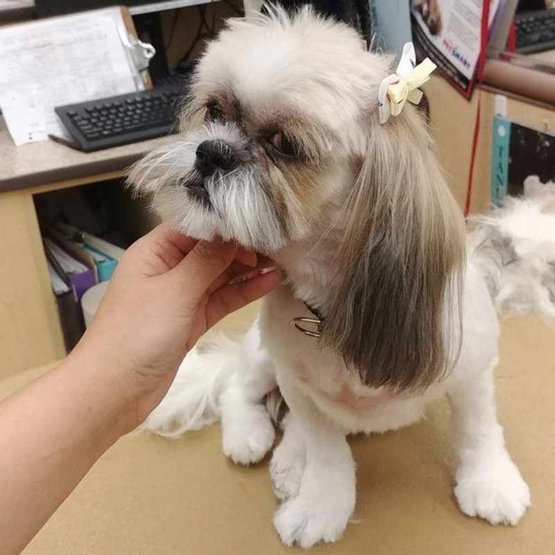 gemasnya rambut anjing