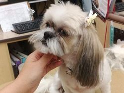 Gemesin! Potongan Rambut Anjing Mirip Manusia