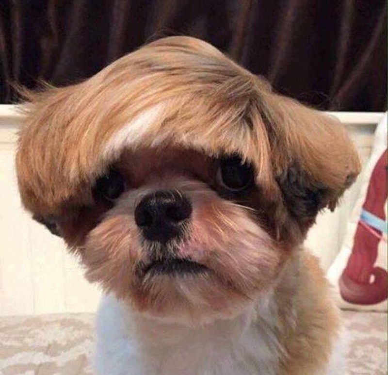 gemasnya rambut anjing