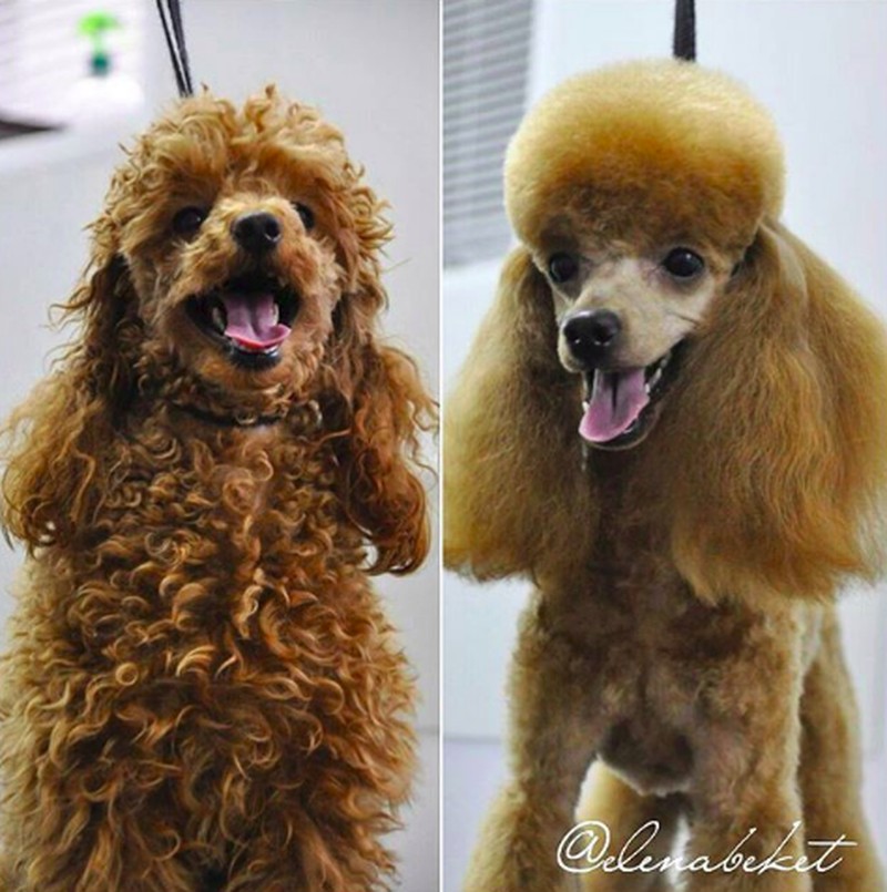 gemasnya rambut anjing