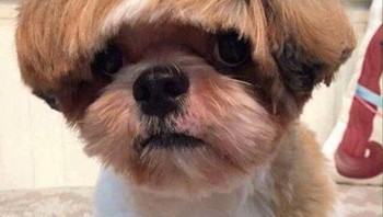 Gaya poni miring. (Foto: Brightside)