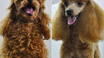 Hasil catok nih jadi lurus rambutnya. (Foto: Brightside)