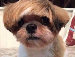 Gemesin! Potongan Rambut Anjing Mirip Manusia