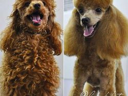 Gemesin! Potongan Rambut Anjing Mirip Manusia