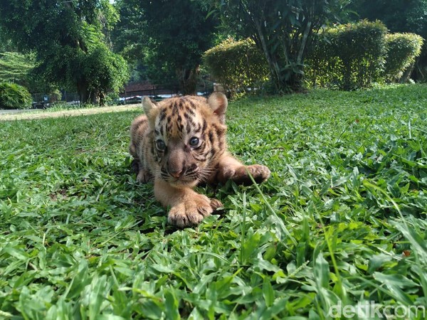 Bayi harimau benggala ini diberi nama Darmi. Nama ini merupakan kependekan dari nama Darma dan Upik.