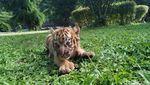 Gemes Banget! Ini Bayi Harimau di Banjarnegara
