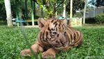 Gemes Banget! Ini Bayi Harimau di Banjarnegara