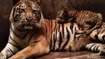Gemes Banget! Ini Bayi Harimau di Banjarnegara