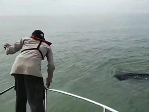 Viral Video Wisatawan Ganggu Hiu Paus, Polisi Patroli Laut