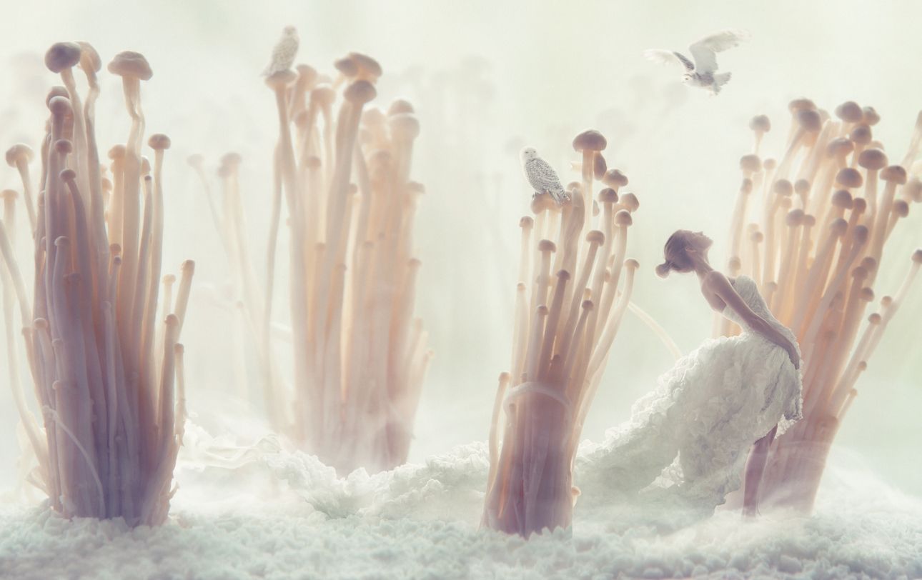 Enoki mushrooms closeup