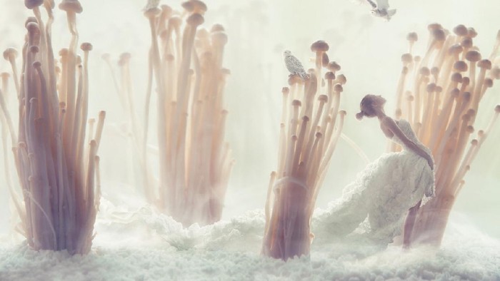 jamur enoki Enoki mushrooms closeup