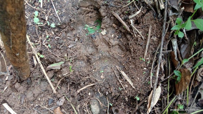 Jejak harimau dekat lokasi serangan ke hewan ternak di Agam, Sumar (dok. Istimewa)