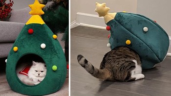 Kucingnya yang kebesaran atau rumahnya yang kekecilan ya? (Foto: Boredpanda)