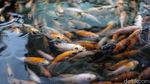 Laris Manis Penjualan Ikan Hias di Masa Pandemi