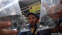 Harga yang dibanderol dari ikan hias itu pun beragam tergantung dari jenis ikannya.