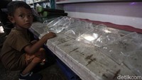Tak hanya orang dewasa, anak-anak turut antusias memburu beragam ikan hias yang dijajakan para pedagang di kawasan Jatinegara, Jakarta.