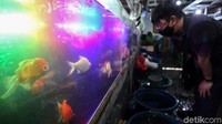 Selain sepeda dan tanaman hias, penjualan ikan hias pun mengalami peningkatan yang cukup signifikan di masa pandemi.