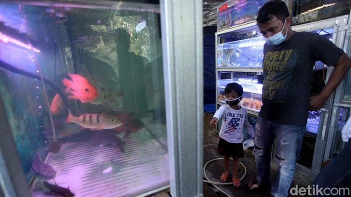 Laris Manis Penjualan Ikan Hias di Masa Pandemi Pandemi COVID-19 membuat warga punya hobi baru selama diam di rumah, salah satunya merawat ikan hias. Tak heran, penjualan ikan hias pun meroket di masa pandemi