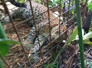 Jabar Hari Ini: Macan Tutul Terperangkap Warga-Pemancing Dapat Anak Buaya
