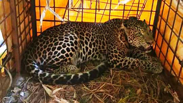 Macan Tutul Ciamis