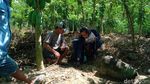 Penampakan Tumpukkan Batu Diduga Candi Ditemukan di Klaten
