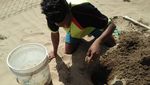 Potret Langka Penyu Bertelur Siang Hari