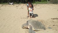 Seekor penyu lekang bertelur di Pantai Sosadale, Kabupaten Rote Ndao, Nusa Tenggara Timur. (dok BKKPN/Ikram Sangaji)