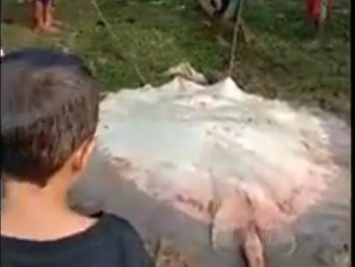 Screenshot unggahan viral ikan pari air tawar raksasa ditangkap warga di Sumsel