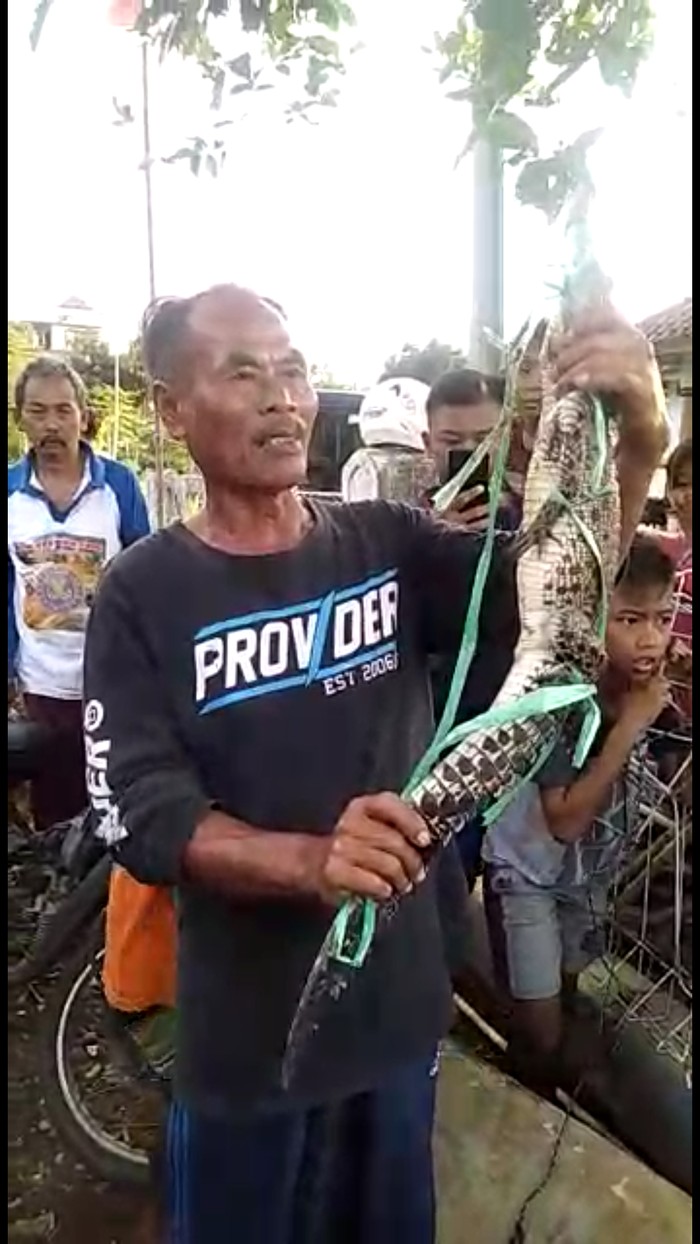 Seorang pemancing tak sengaja menangkap anak buaya di waduk Jatigede