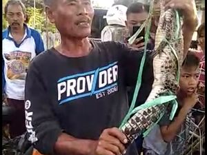 Kemunculan Buaya di Jatigede Diduga Berasal dari Penangkaran Garut