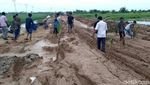 Tak Kunjung Diperbaiki, Jalan Rusak di Riau Ditanami Sawit