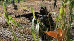 TNI AU Latihan Pertahanan Pangkalan di Detasemen Raci