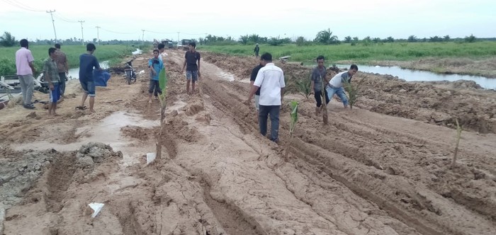 Warga di Riau protes jalan rusak dengan tanam pisang-sawit di tengah jalan (Chaidir-detikcom)