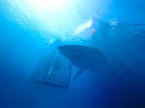 Sinopsis Film 47 Meters Down, Saat Liburan Berubah Jadi Teror