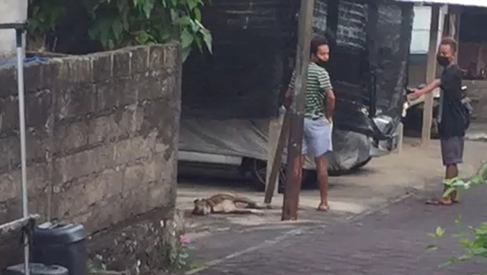 Anjing dianiaya dan dipukul hingga mati di Nusa Dua, Bali