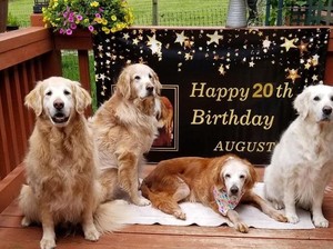 Gemas! Anjing Usia 20 Tahun Ini Rayakan Ultah dengan Kue Tart