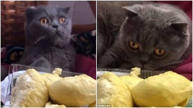 Aroma Durian Bikin Viral