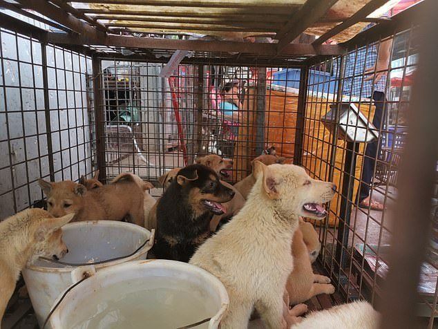 Daging Anjing di China